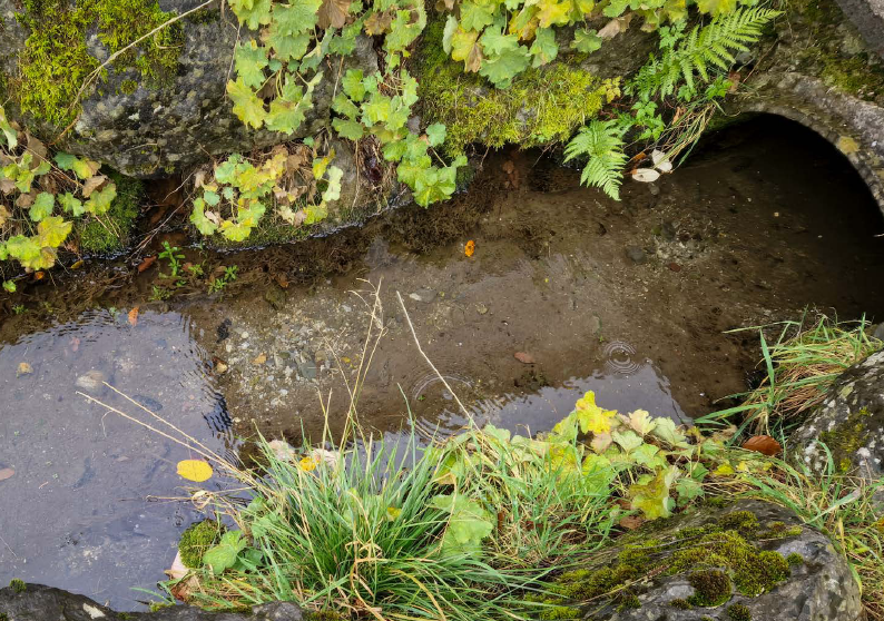 Ein Bach schlängelt sich durch einen Auwald.