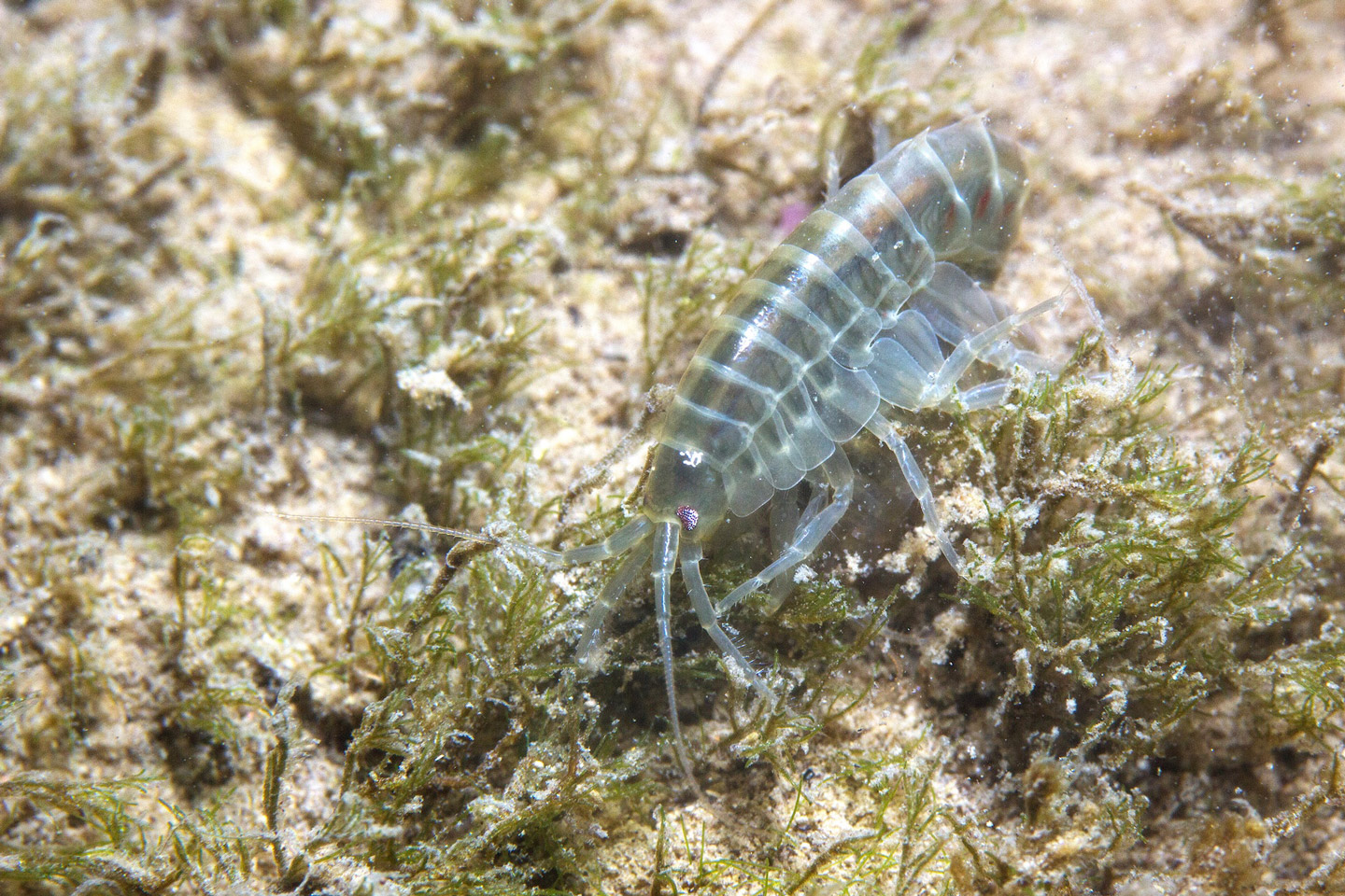 Bachflohkrebs