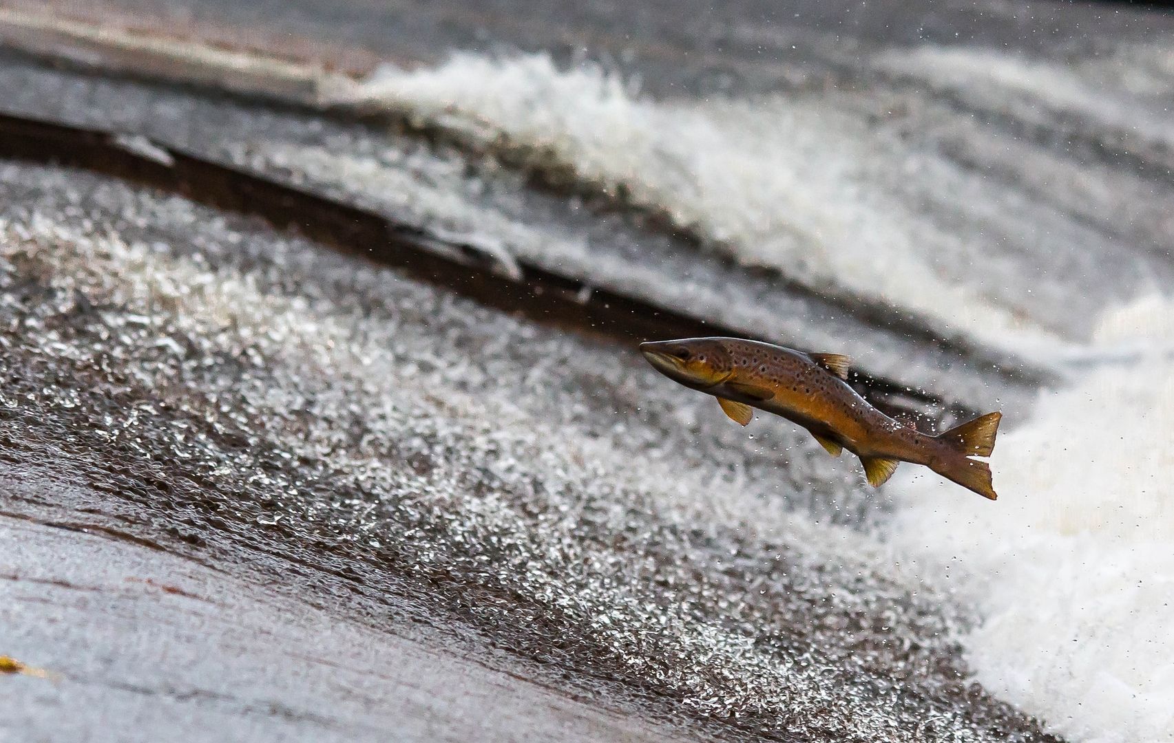 Ein atlantischer Lachs springt aus dem Wasser und versucht, ein Wehr zu überspringen.
