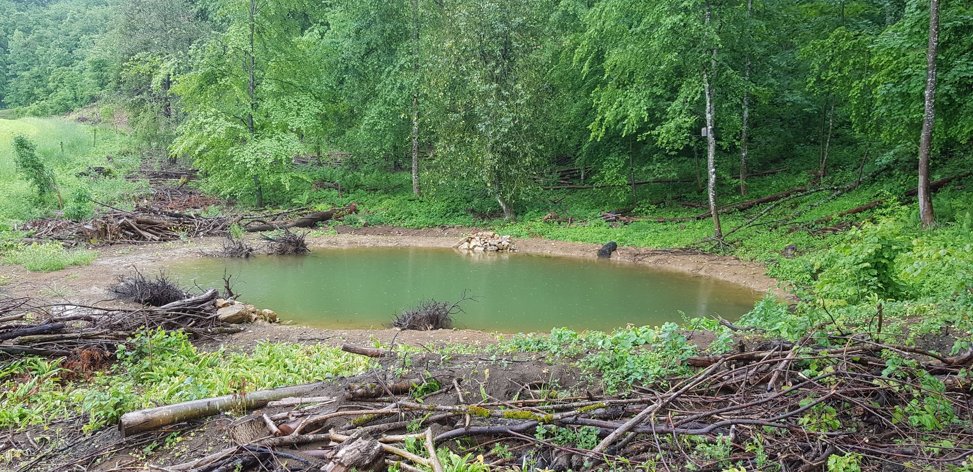 Ein neu angelegter Teich am Waldrand mit Stein- und Asthaufen im Uferbereich