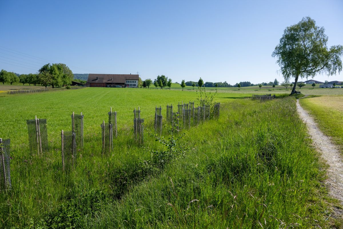 Sehr kleiner Bach, der wegen Gras nicht sichtbar ist, daneben sind frisch gepflanzten Hecken und ein Feld. Auf der anderen Seite ist ein Trampelpfad. Im Hintergrund sind Bäume.