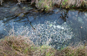 Ein typischer Kieslaichplatz für Fische in einem klaren Bach der Schweiz: Perfekt für Fische in der Laichzeit